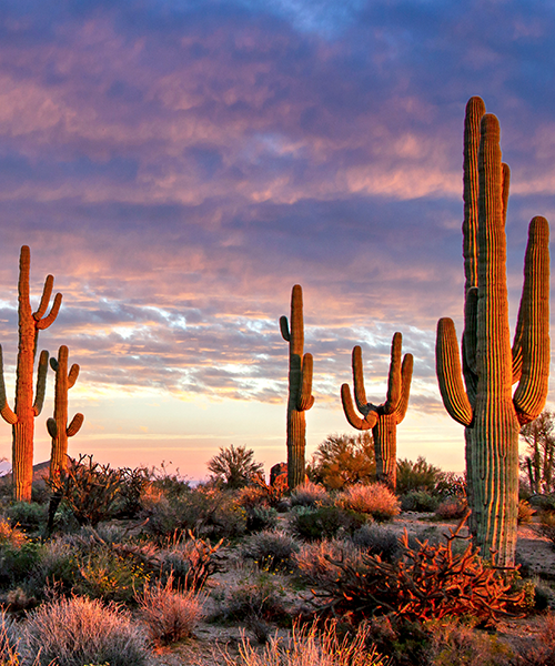 arizona-desert-sq_503360827