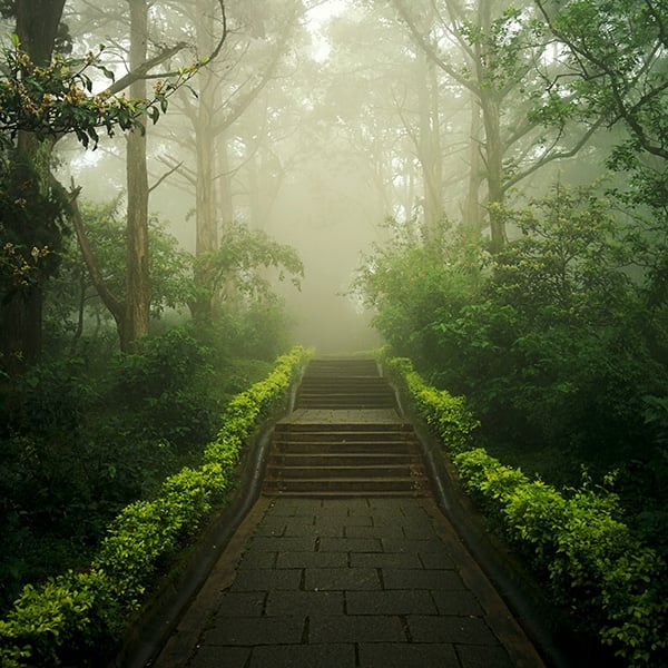 A pathway in overgrown woods to illustrate the ease of use and guidance of iCoreCodeGenius.